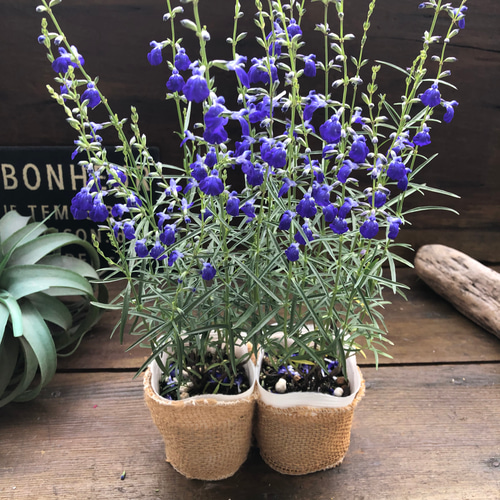 2個セット♡コバルトセージ♡ハーブ♡宿根草♡ブルーの花 アート