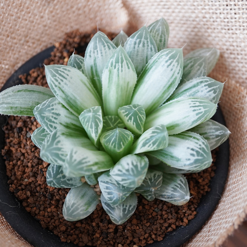 透き通る白水晶！ハオルチア白水晶◇ピリフェラ錦 多肉植物 多肉植物