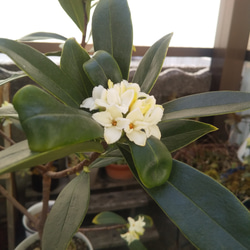 沈丁花 抜き苗 １本 1枚目の画像