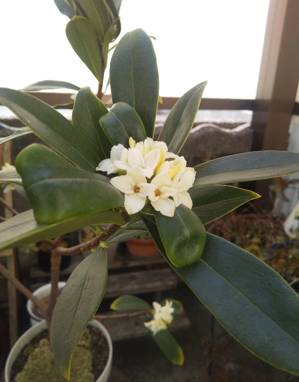 沈丁花 抜き苗 １本 1枚目の画像