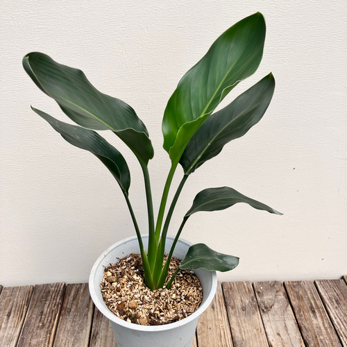 スタイリッシュな観葉植物＊ストレチア レギネ＊極楽鳥花＊ アート