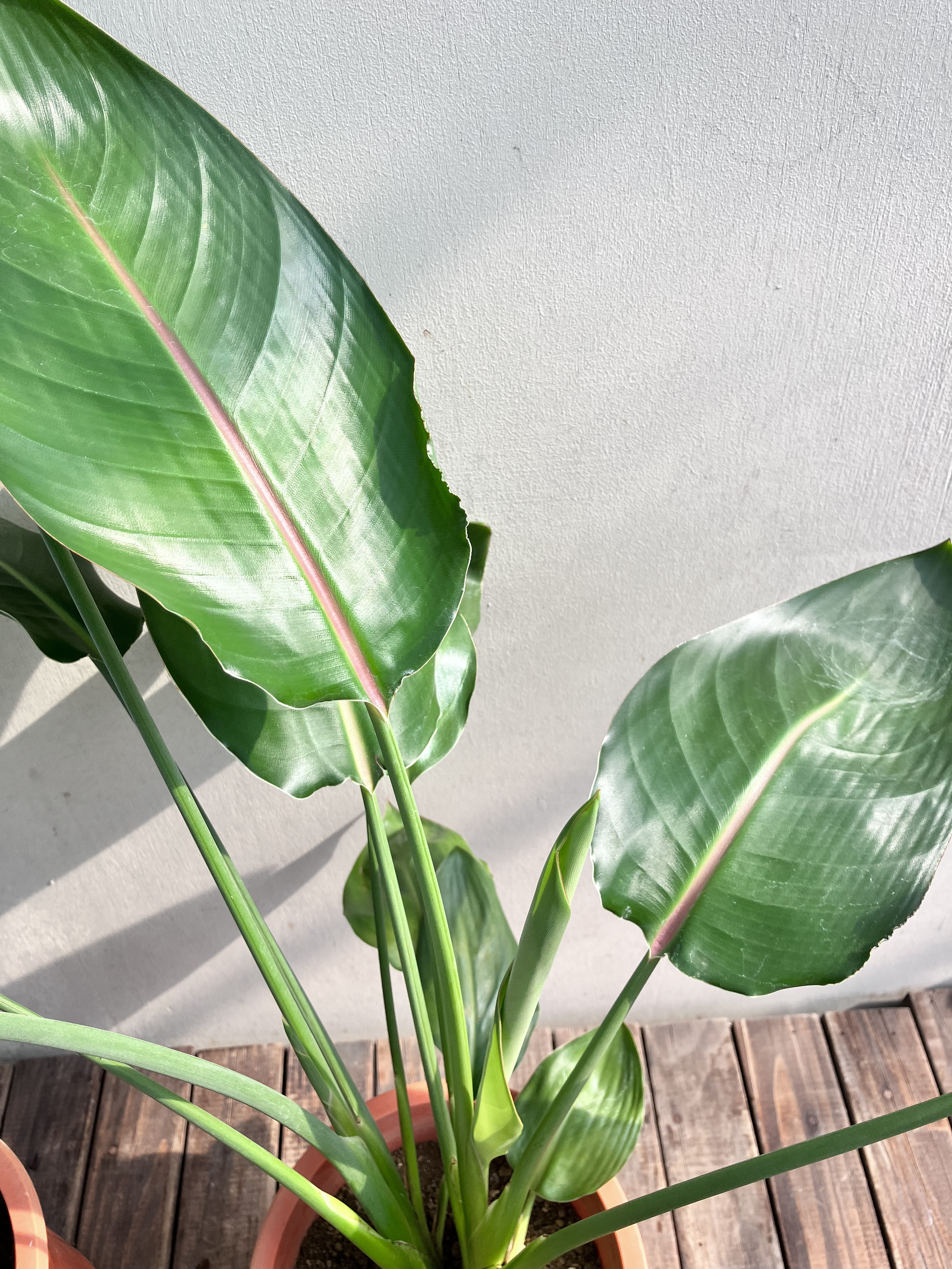 スズカカンアオイ 静岡県産 玉模様の青軸 カンアオイのコレクションvol.2