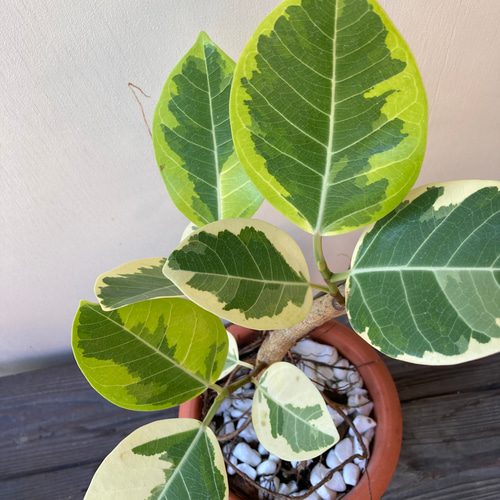 ☆再入荷☆人気の観葉植物*フィカス アルテシーマ*ゴムの木 ☆再入荷☆人気の観葉植物*フィカス アルテシーマ*ゴムの木