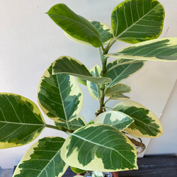 ☆再入荷☆人気の観葉植物＊フィカス　アルテシーマ＊ゴムの木＊曲がりの観葉植物＊ 11枚目の画像