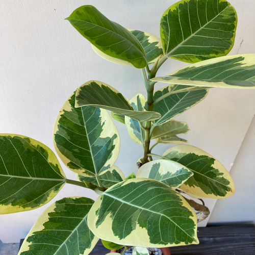 ☆再入荷☆人気の観葉植物＊フィカス アルテシーマ＊ゴムの木