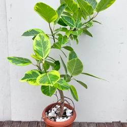 現品　フィカス　ゴムの木　アルテシマ　曲がり　3番　観葉植物　インテリアグリーン 現品 フィカス ゴムの木 アルテシマ 曲がり 44番 特大 観葉植物