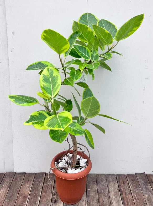沖縄産❗️ フィカス　アルテシマ　曲がり ゴムの木　観葉植物 プレゼント 沖縄産❗️ フィカス アルテシマ 曲がり ゴムの木 観葉植物