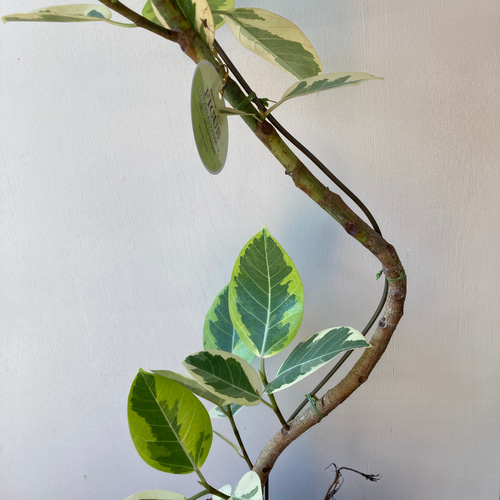 フィカス・アルテシーマ 曲がり ゴムの木 観葉植物 8寸001 ☆再入荷☆人気の観葉植物＊フィカス アルテシーマ＊ゴムの木