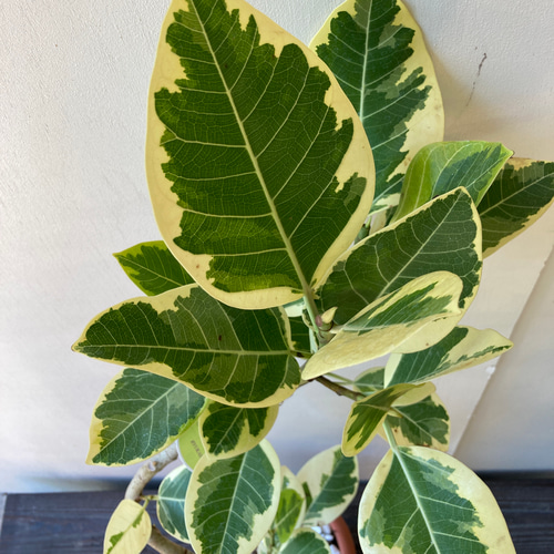 ☆再入荷☆人気の観葉植物＊フィカス アルテシーマ＊ゴムの木
