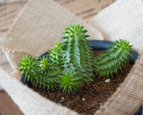 54bf83d01f1aa48f4e2e321ff04df2