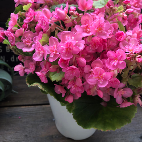 新品種♡希少♡八重咲き♡こもも♡ラブミー♡ベゴニア アートフラワー