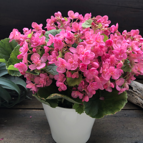 新品種♡希少♡八重咲き♡こもも♡ラブミー♡ベゴニア アートフラワー