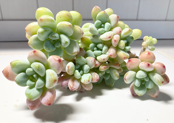 SOLD ピンクラウル③ 大群生 厳選韓国苗 名前付き 多肉植物 〜Green