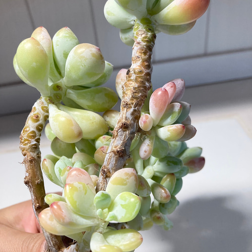 SOLD ピンクラウル③ 大群生 厳選韓国苗 名前付き 多肉植物 〜Green