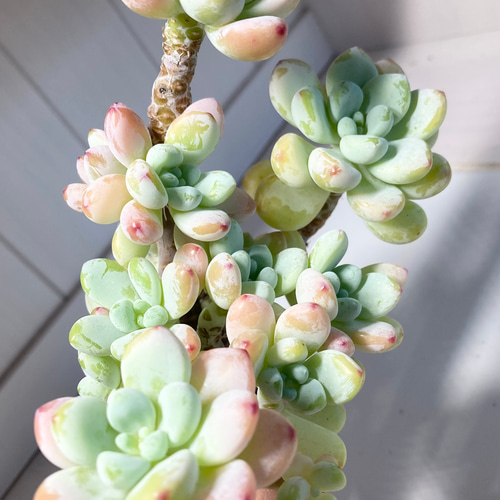 SOLD ピンクラウル③ 大群生 厳選韓国苗 名前付き 多肉植物 〜Green