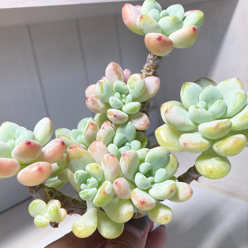 SOLD ピンクラウル③ 大群生 厳選韓国苗 名前付き 多肉植物 〜Green 