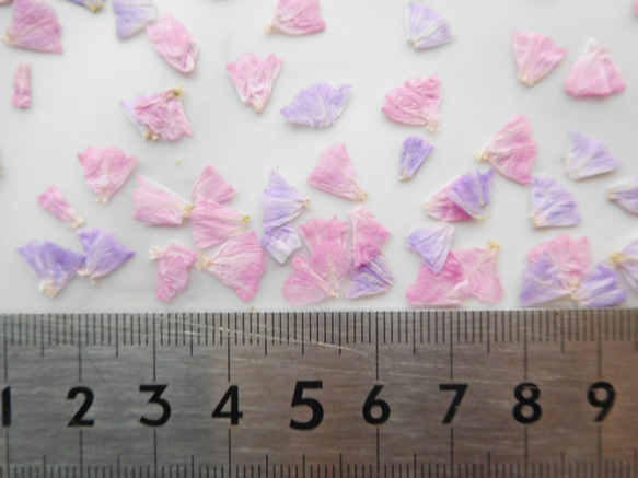 スターチス　ピンク＆パープル　押し花素材 5枚目の画像