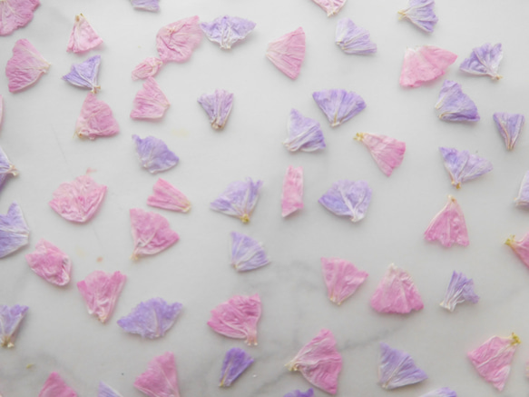 スターチス　ピンク＆パープル　押し花素材 4枚目の画像