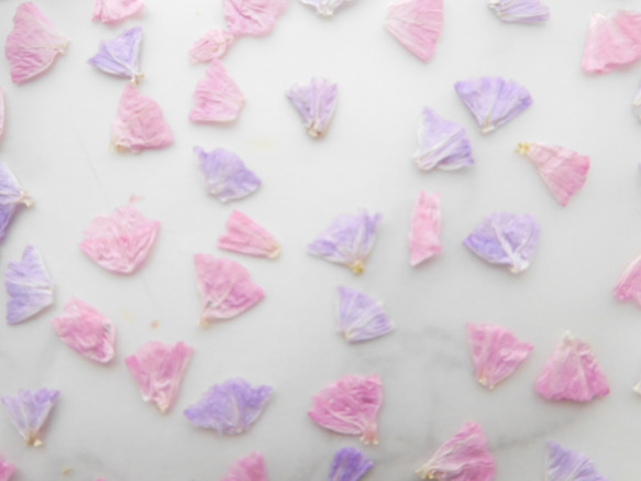 スターチス　ピンク＆パープル　押し花素材 2枚目の画像