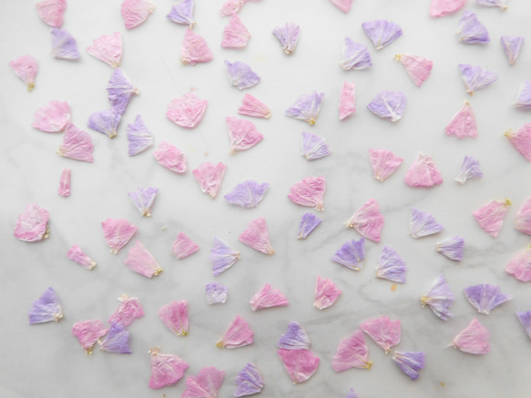 スターチス　ピンク＆パープル　押し花素材 3枚目の画像