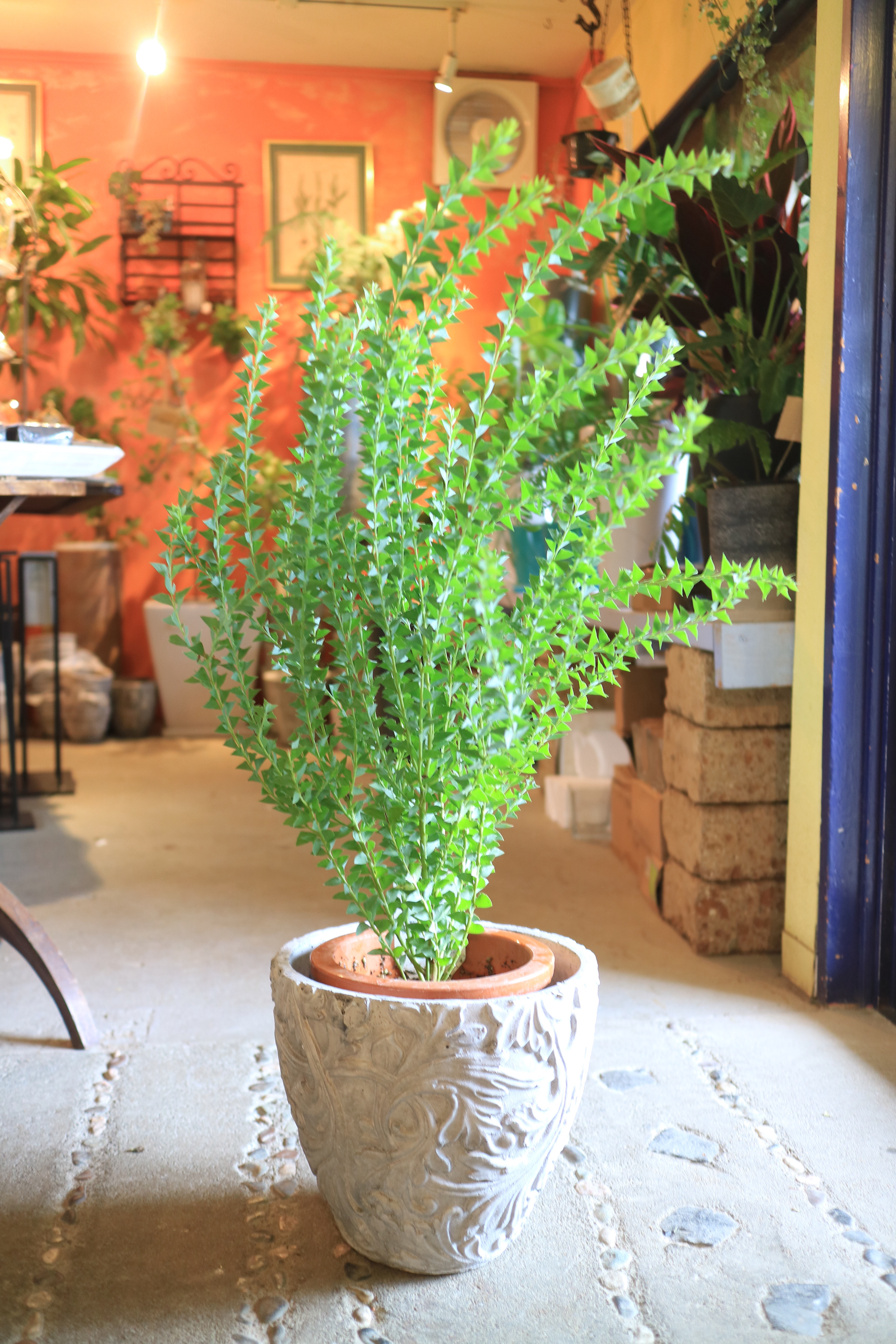 現品限り オージープランツ 三角葉アカシア100cm鉢植苗木