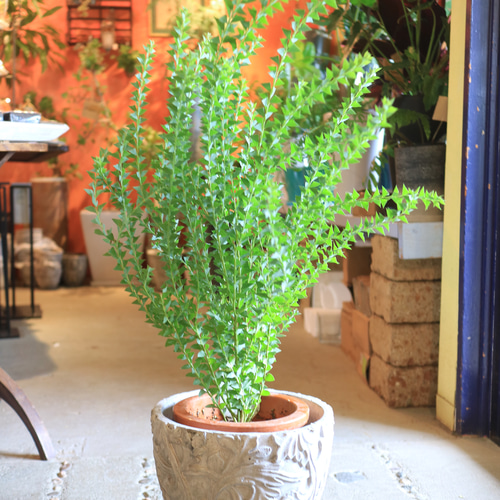 ミモザ ミモザ 100/078 SR｜ポケカシングルカード通販｜Cloveストア