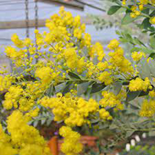 1点のみ＞ ちょっと大きめ ミモザ の木 三角葉アカシア