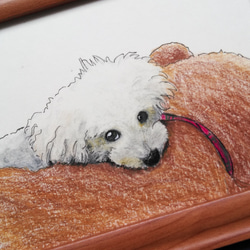 トイプードル白】すねてる表情のトイプードル 原画 額付き イラスト