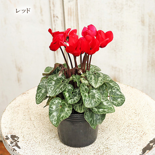 販売開始【お問い合わせページ】シクラメン　各色　ガーデンシクラメン ガーデンシクラメン販売中！ | JA東京あおば