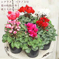 正規品販売！ 90264d4a9f58553dcd3e47b2f09100 その他多肉植物