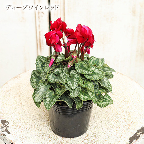 再入荷花苗 ガーデンシクラメン ベラノシリーズ 3号ポット 秋から春 花