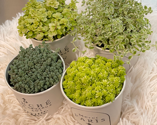 そのまま飾れる多肉植物＊可愛いおまかせセダム＊4種セット 多肉植物