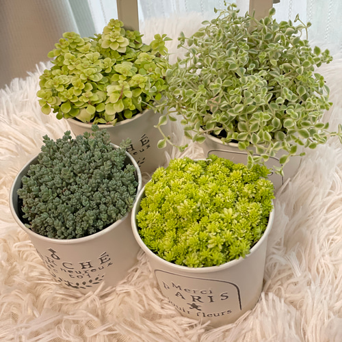 そのまま飾れる多肉植物＊可愛いおまかせセダム＊4種セット 多肉植物