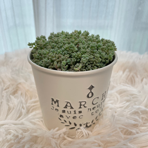 そのまま飾れる多肉植物＊可愛いおまかせセダム＊4種セット 多肉