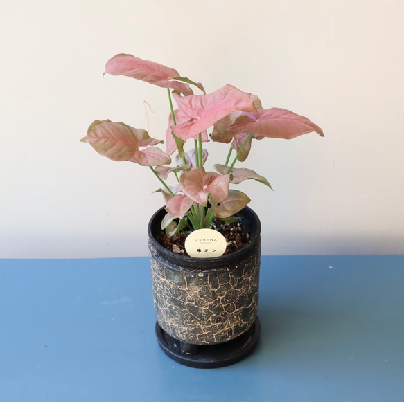 ピンクの葉が珍しい観葉植物＊シンゴニューム　ネオン＊格好良い脚付き陶器鉢＊ 1枚目の画像