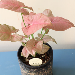 ピンクの葉が珍しい観葉植物＊シンゴニューム　ネオン＊格好良い脚付き陶器鉢＊ 5枚目の画像