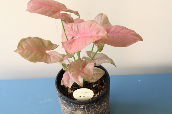 ピンクの葉が珍しい観葉植物＊シンゴニューム　ネオン＊格好良い脚付き陶器鉢＊ 5枚目の画像