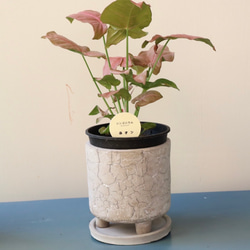 ピンクの葉が珍しい観葉植物＊シンゴニューム　ネオン＊格好良い脚付き陶器鉢＊ 2枚目の画像