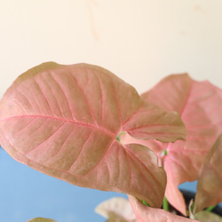 ピンクの葉が珍しい観葉植物＊シンゴニューム　ネオン＊格好良い脚付き陶器鉢＊ 4枚目の画像
