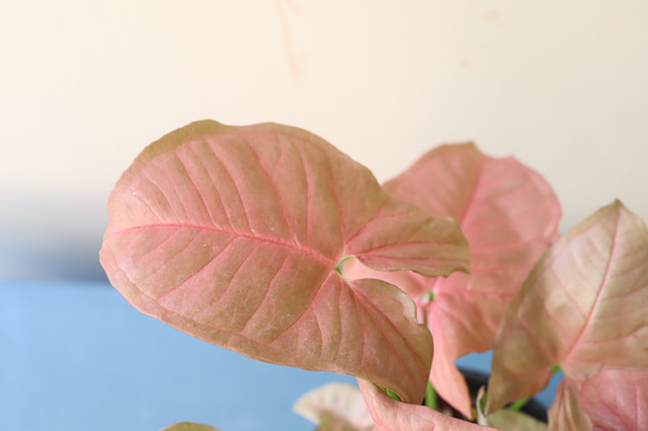 ピンクの葉が珍しい観葉植物＊シンゴニューム　ネオン＊格好良い脚付き陶器鉢＊ 4枚目の画像