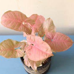 ピンクの葉が珍しい観葉植物＊シンゴニューム　ネオン＊格好良い脚付き陶器鉢＊ 6枚目の画像