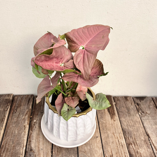 その他観葉植物 Joepii var. pink !! Joepii var. pink !! All Plants – Tagged 