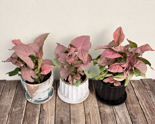 b179dbde2e360c9e44a1583fd23646