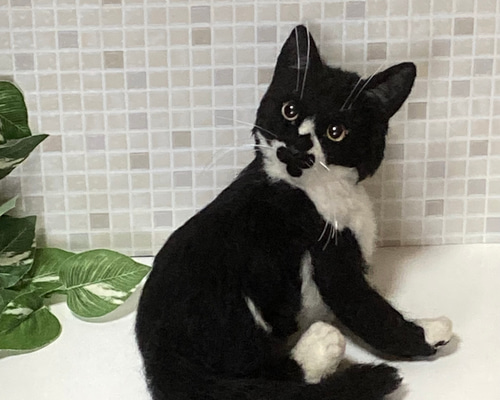 L Lサイズ 植毛あり サンプルページ さび猫 キジトラ