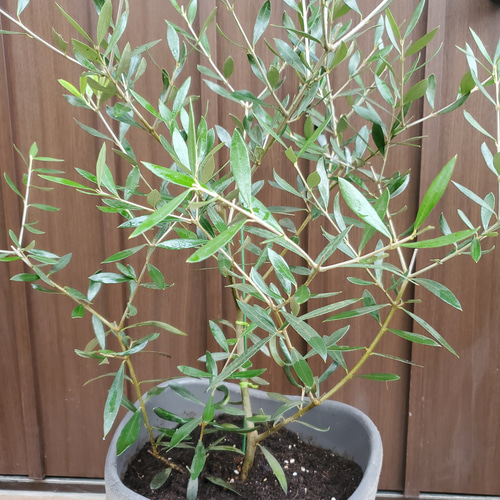 大きめ♡オリーブの木 エルグレコ 鉢植え シンボルツリーに♪ その他