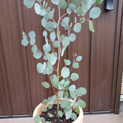 ユーカリ　ポポラス　ポリアンセモス　テラコッタ鉢植え　苗　苗木 imgrc0096424843.jpg
