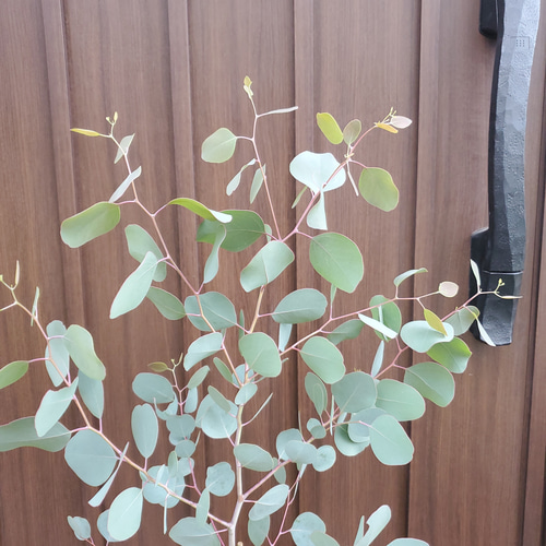 可愛い♪ユーカリ ポポラス テラコッタ鉢植え 苗 シンボルツリー