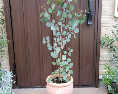 大苗　ユーカリポポラス　坪型テラコッタ鉢植え　シンボルツリー