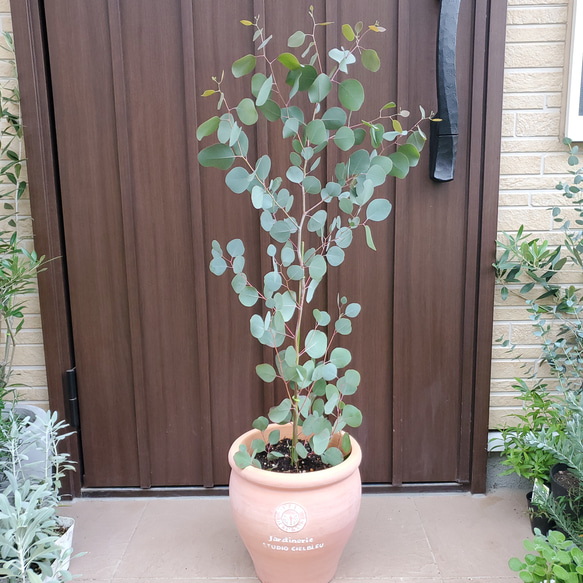 可愛い♪ユーカリ ポポラス テラコッタ鉢植え 苗 シンボルツリーに