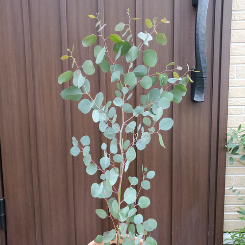 可愛い♪ユーカリ ポポラス テラコッタ鉢植え 苗 シンボルツリーに
